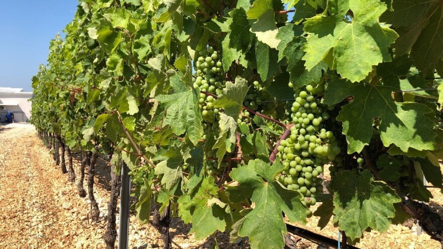 APPRRR: Produžen rok za podnošenje prijava za restrukturiranje i konverziju vinograda