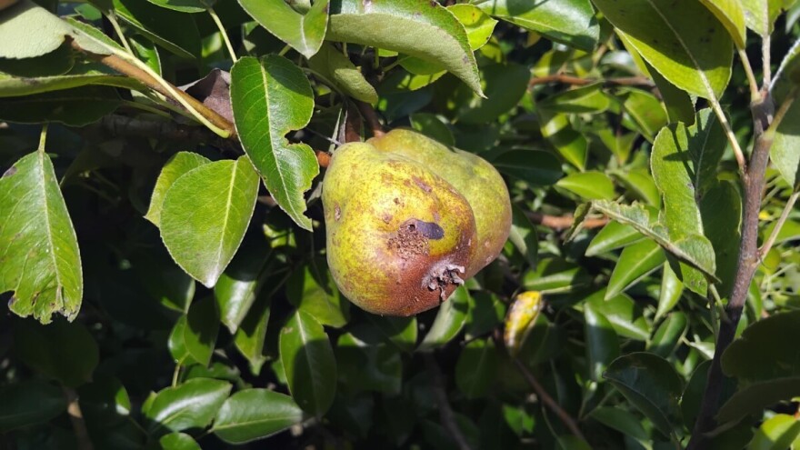 Voćnjake napada druga generacija jabukinog smotavca - šteta može da bude i 100 posto