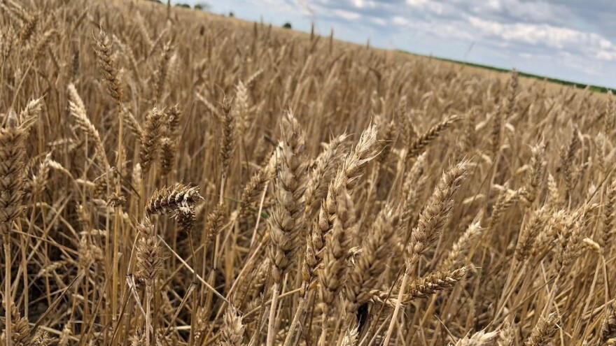 Gluten u pšenici: Šta se promijenilo tokom 120 godina uzgoja?