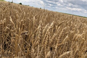 Gluten u pšenici: Što se promijenilo tijekom 120 godina uzgoja?