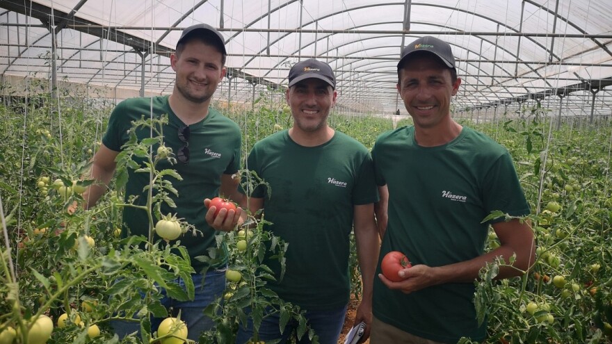 Dan polja Colić Trade-a i Hazere: Na OPG Košara predstavljene nove sorte rajčice