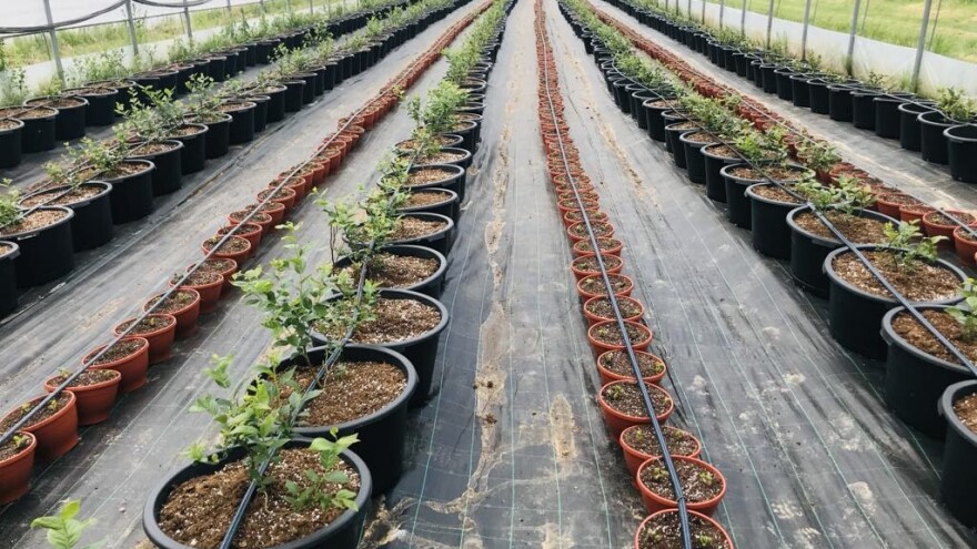 Poljoprivreda u Bosni i Hercegovini: Tradicija, trenutni trendovi i perspektive