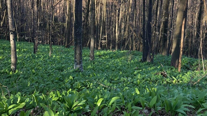 U susret Danu sremuša u Neštinu - najbolje jesti sveže listove