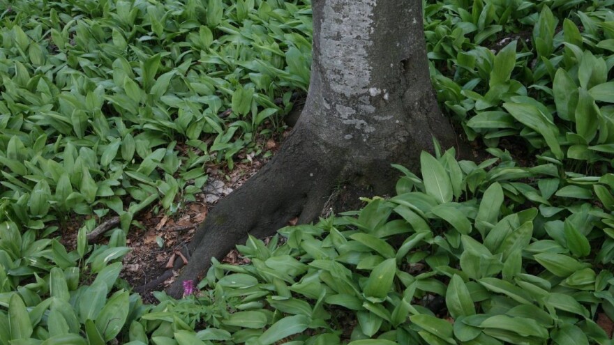 Sremuš: Lekovita biljka u 90 recepata raznih jela