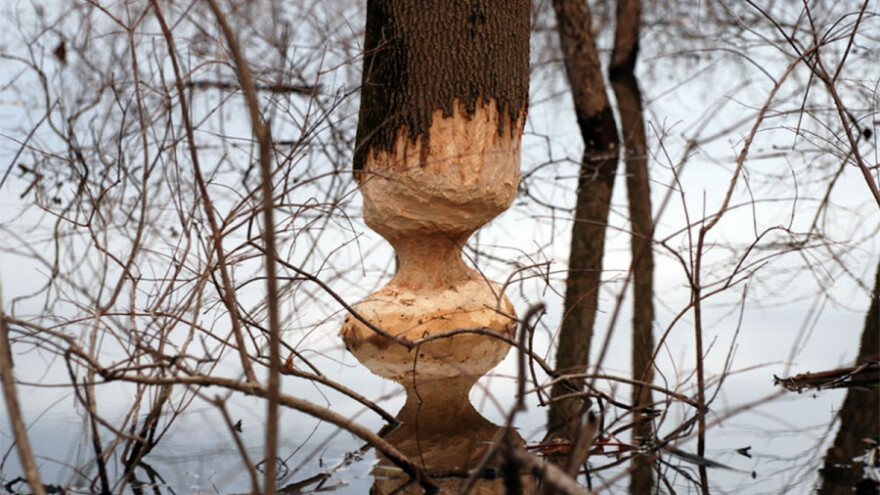 Dabrovi iz Čortanovaca oglodali stabla