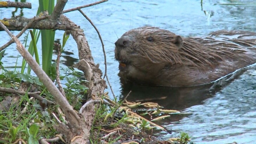 "Inženjer ekosistema": Dvije decenije od povratka dabra u BiH