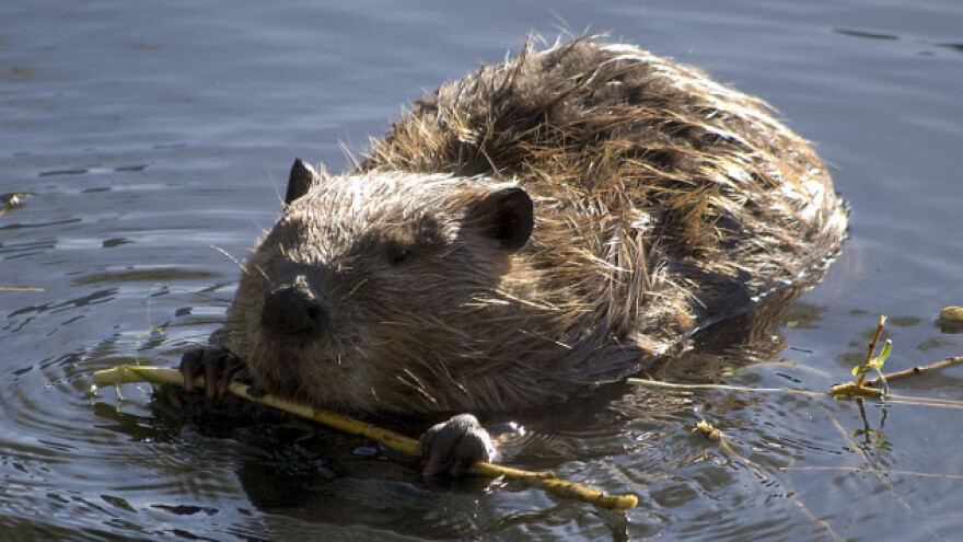 Štete od dabrova u Mačvi - seljaci nemoćni