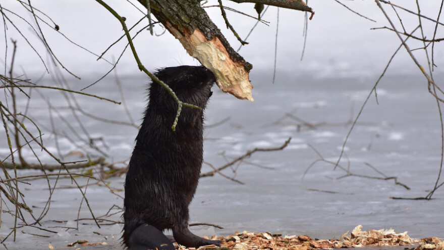 Dabrovi oglodali vrbe uz rijeku Dravu