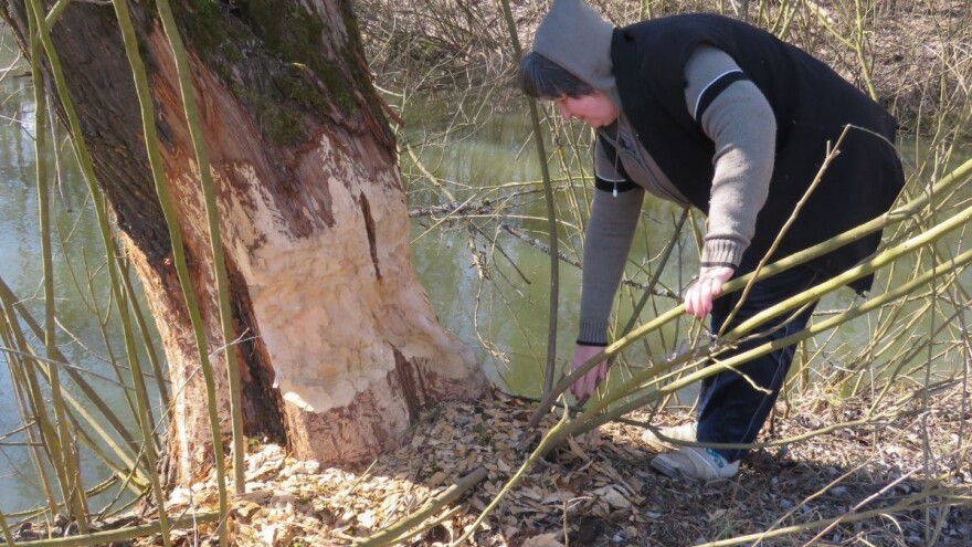 Stabla uz ribnjak Dragice Figurić padaju zbog - dabrova!