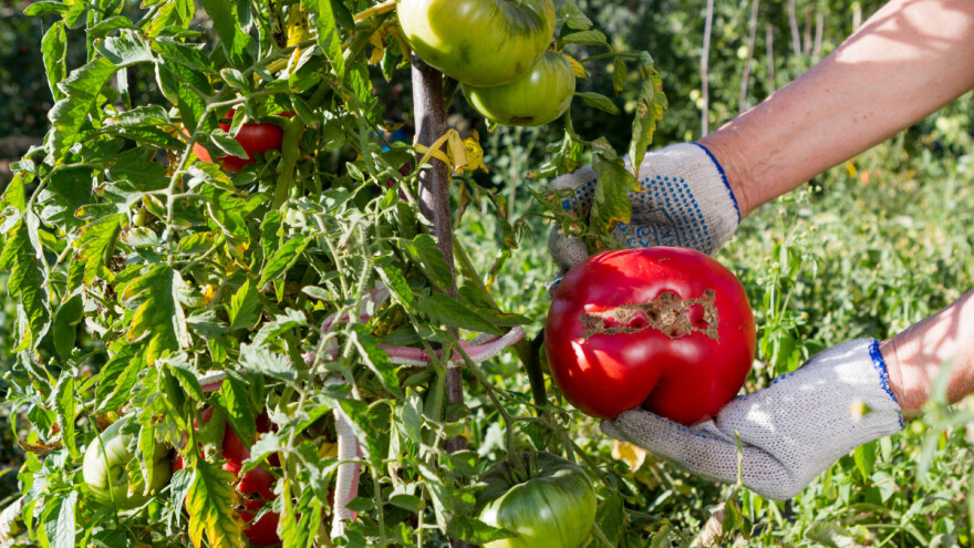 Kada je paradajz zreo za branje?