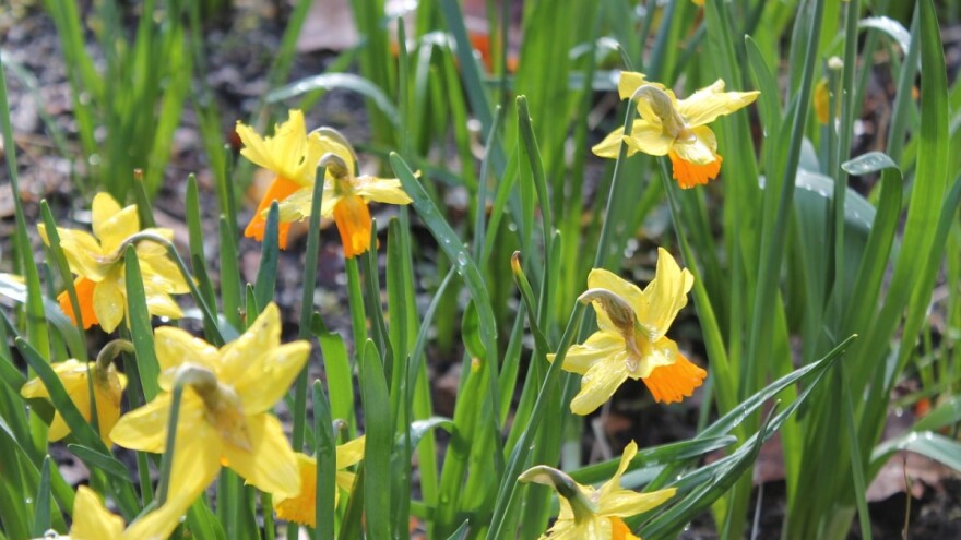 Tiha aprilska kiša donosi rodnu godinu?