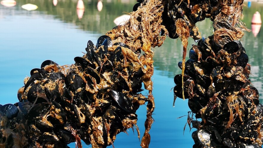 U iščekivanju zaštite iz Bruxellesa: Novigradske dagnje se mrijeste i razmnožavaju u stresu!