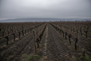 Dah proljeća nikako da dodirne dalmatinska polja
