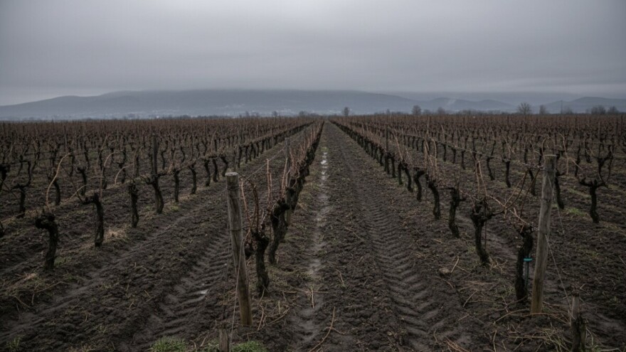 Dah proljeća nikako da dodirne dalmatinska polja