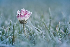 Čeka nas minus, a nakon toga razvoj biljnih bolesti?