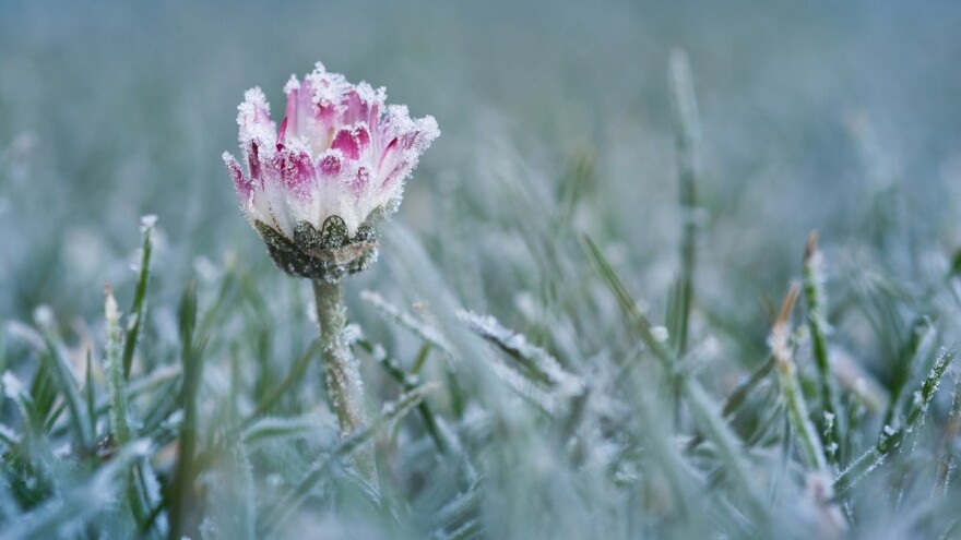 Čeka nas minus, a nakon toga razvoj biljnih bolesti?