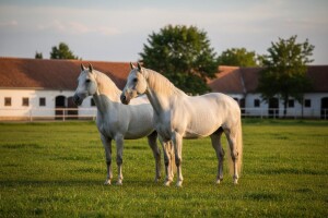 Đakovo i Lipik opet će imati "zajedničkog" ravnatelja?