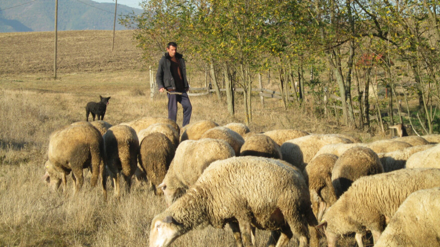 Profesor engleskog ne odustaje od porodične tradicije - ovčarstva