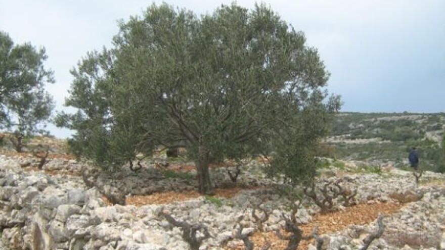 Oblica fest na Braču