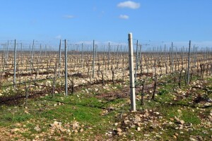 Pripremite se za prvu zaštitu vinograda bakrenim i sumpornim sredstvima