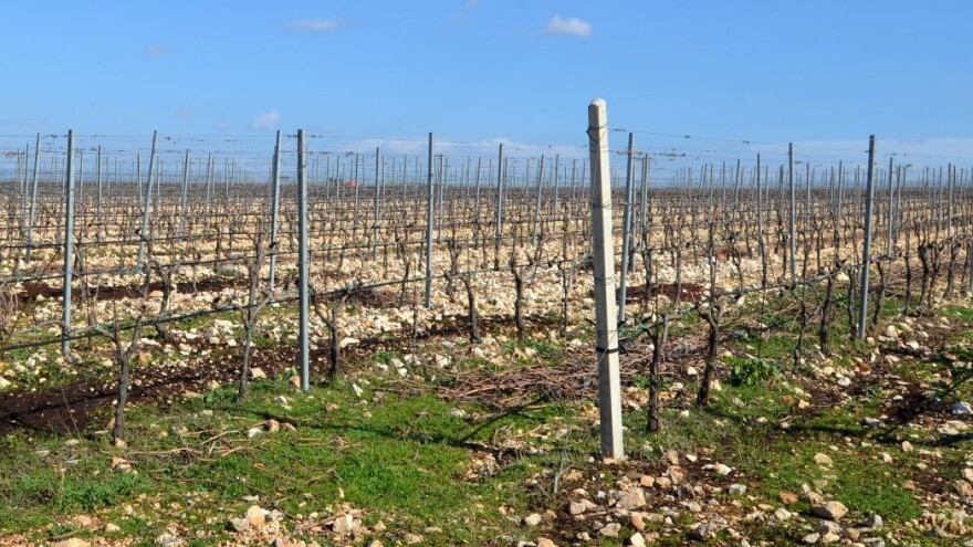 Pripremite se za prvu zaštitu vinograda bakrenim i sumpornim sredstvima