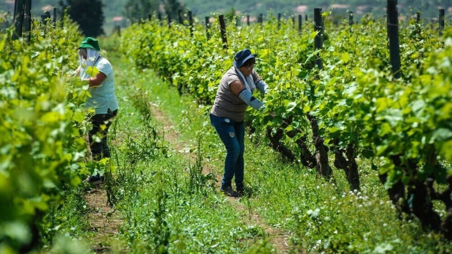 Povratak Dalmacijavina, svježe vino specifične arome R'kaciteli izvozit će u SAD