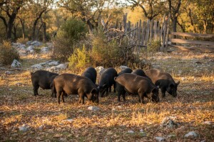 Dalmatinci će s fajfericom do pola milijuna!