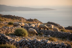 Dalmatinska janjetina postaje zaštićena delicija