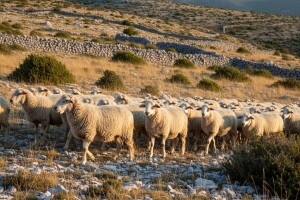 Dalmatinska janjetina zaštićena poslastica