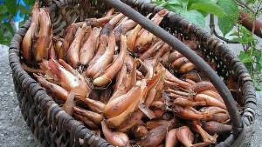 Potraga za dalmatinskom ljutikom