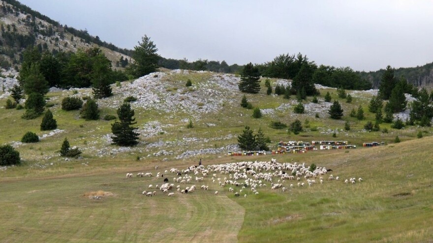 Gdje je "zapela" zaštita Dalmatinske janjetine?