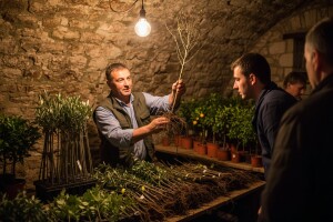 Dalmatinski sajmovi sadnica