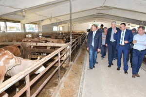 Otvorena farma junadi Šumbar, cilj je doći do 15.000 junadi godišnje