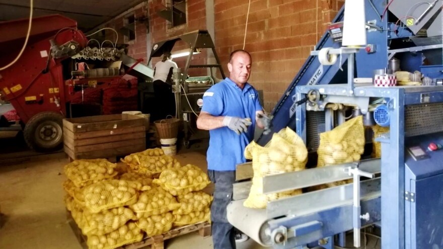 Prinos prepolovljen, ali cijena domaćeg krumpira neće značajno rasti?