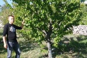 Krš pretvorio u imanje s 250 stabala trešanja