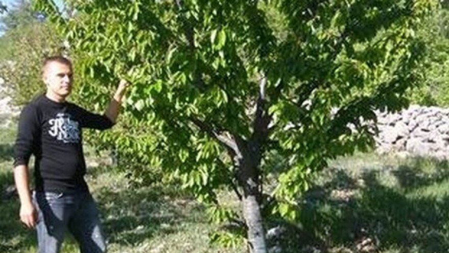 Krš pretvorio u imanje s 250 stabala trešanja