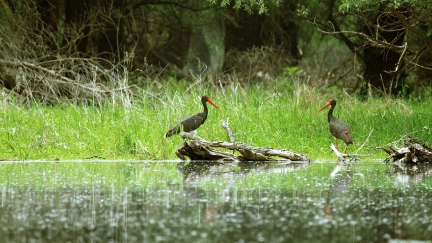 Dan Dunava u znaku zaštite bioraznolikosti