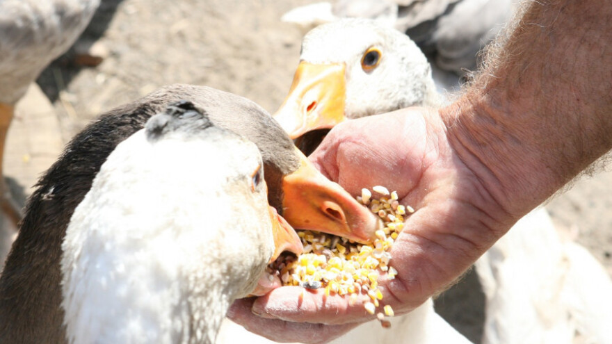 Klima se mijenja - a hrana i poljoprivreda?