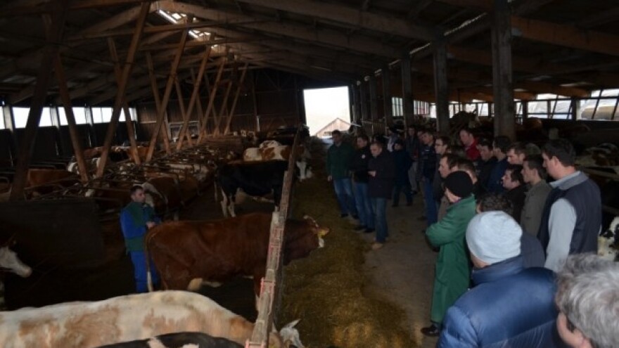 Dan mladih uzgajivača goveda u Belici