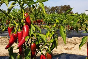 Šafram digao otkupnu cijenu paprike na 3,20 kn/kg - zarada oko 30 tisuća kn/ha