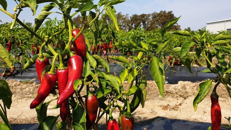 Šafram digao otkupnu cijenu paprike na 3,20 kn/kg - zarada oko 30 tisuća kn/ha