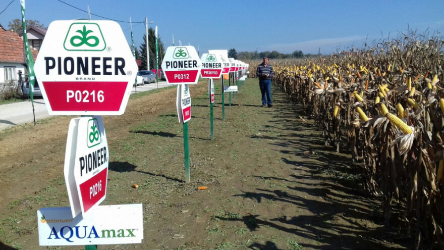 Novi Pioneerovi hibridi prilagođeni sušnim uvjetima