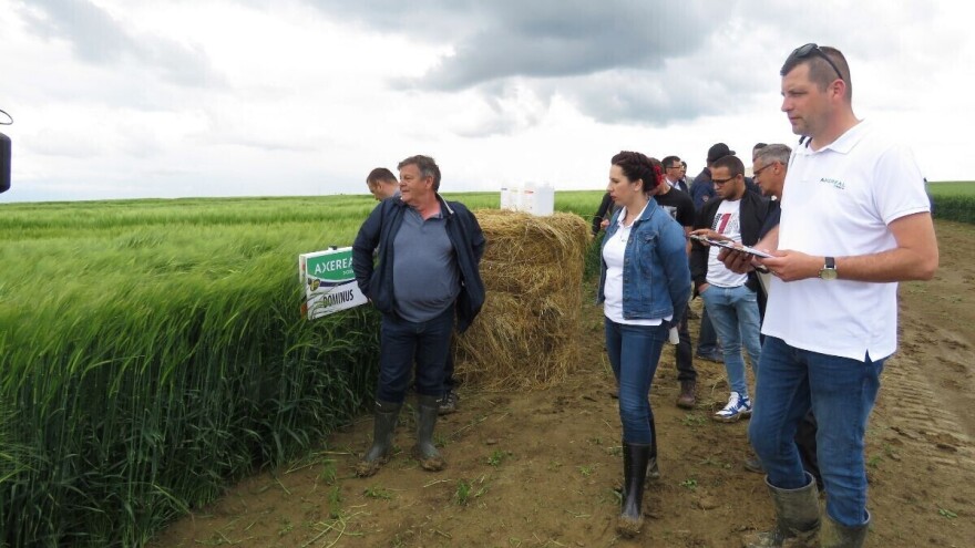 Axereal: Ratari očekuju solidne prinose pivarskog ječma, oko 5 t/ha
