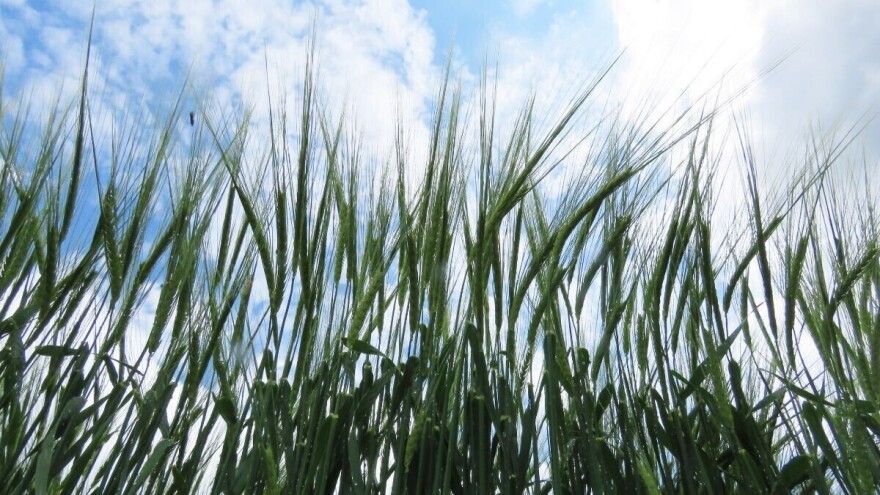 Proizvodnja pivarskog ječma