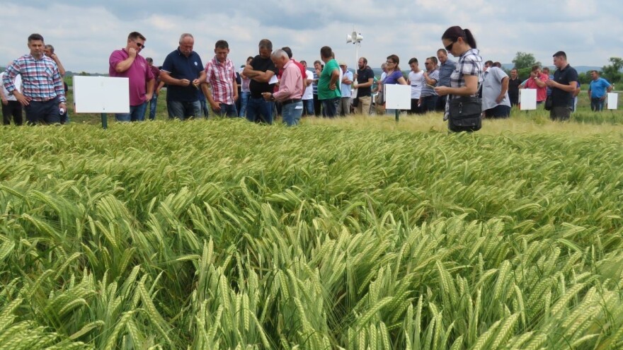 Žetva ozimog pivarskog ječma počinje 10. lipnja, očekuju se prinosi od najmanje 7 tona po hektaru