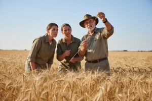 Dan polja, pšenice i ječma