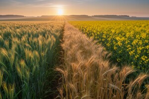Dan polja pšenice, ječma, raži i uljane repice