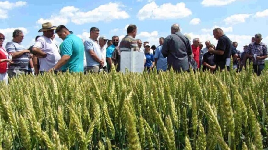Rod pšenice obećava - cena razočarava