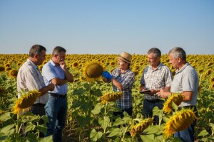 Dan polja suncokreta u Banatskom Novom Selu