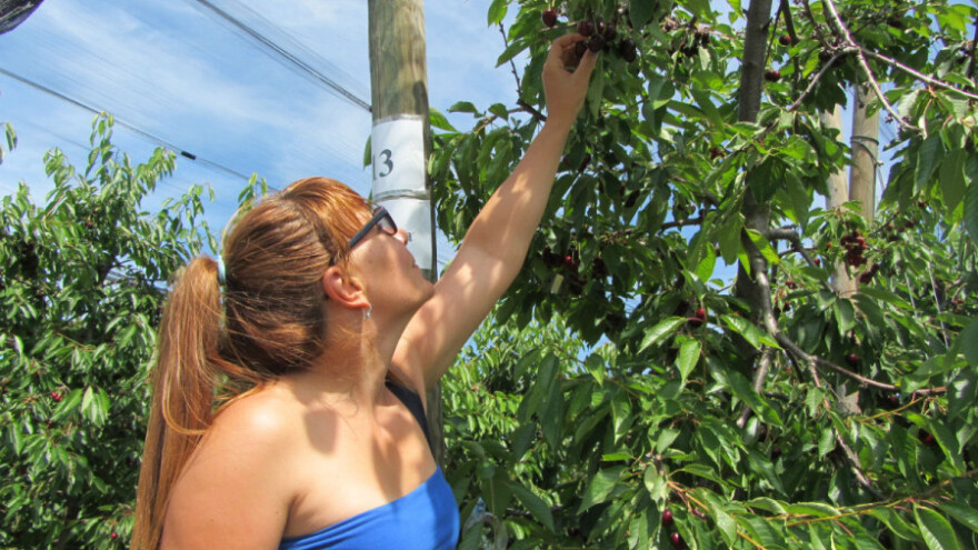 Vrhunski kvalitet trešnje iz savremenih zasada